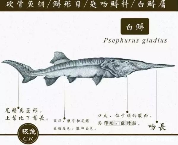 我国长江稀有物种白鲟宣布灭绝 2020年起长江禁渔十年