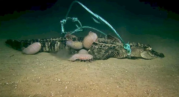 一只死鳄鱼让科学家发现海洋全新物种：食骨头蠕虫