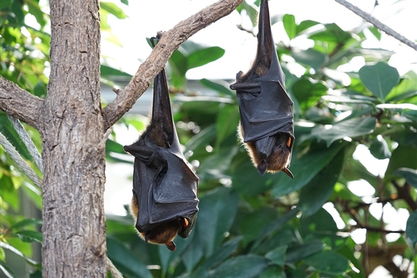人类广泛捕杀野生动物 世界上最大的蝙蝠濒临灭绝