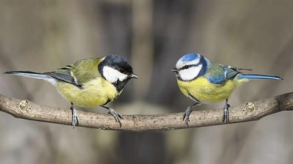 让鸟看同类行为视频 它们竟然学会区分食物的好坏