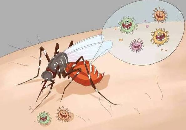警惕“吸血”的虫子 专家教你如何远离虫虫困扰