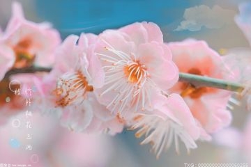 观赏性的樱花树长出的果实能吃吗？味道怎么样？