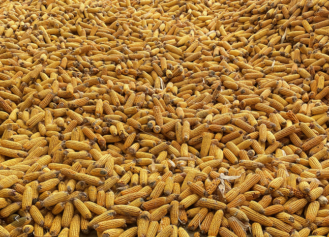 玉米價格如何？2021年12月玉米價格行情走勢會如何進行？