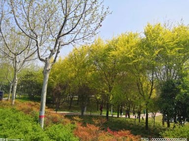 宝安区福永街道用约2.9万盆时花精心布置了造型景观