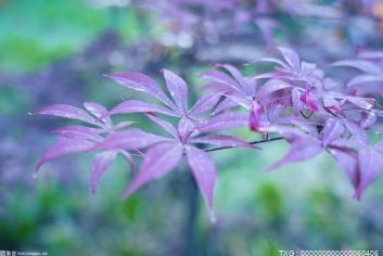 观澜湖生态运动公社将在春节期间举办第六届樱花节