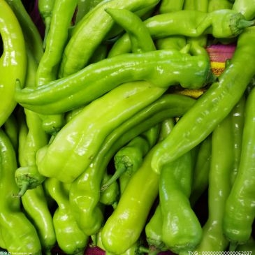 冬季蔬菜畅销广东  预计今年总产值在600万元以上