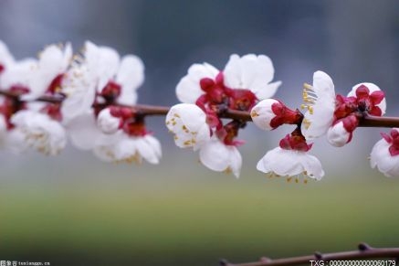 预计今年武汉樱花将于3月中旬“准时”初放  花期约17天