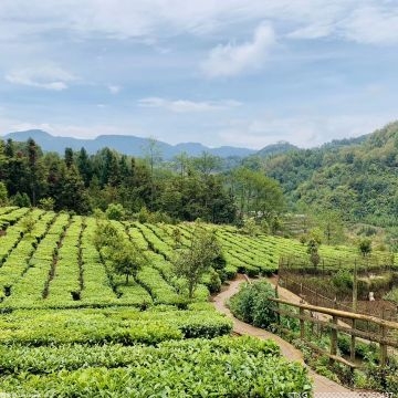 碧峰峡镇：“茶产业+观光旅游”助力乡村振兴